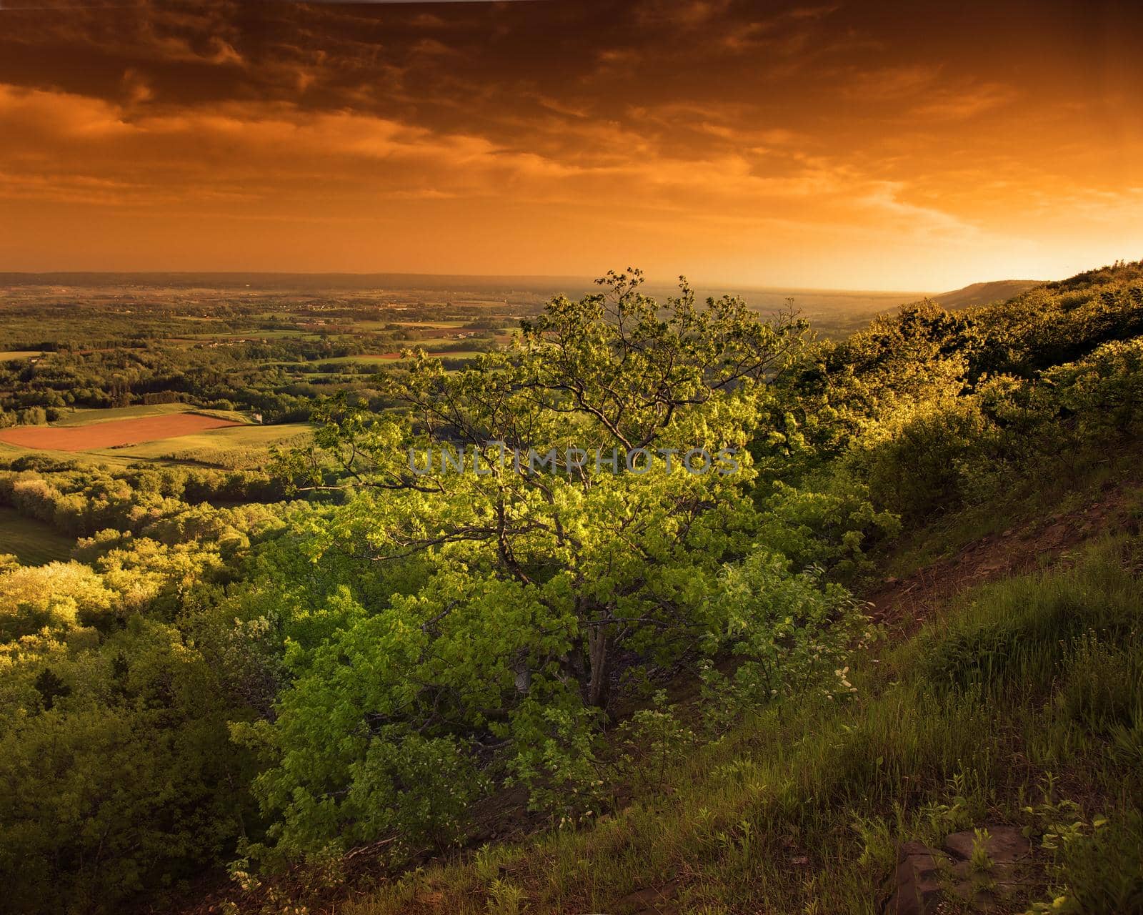 a bright green tree against an orange sky  by rustycanuck