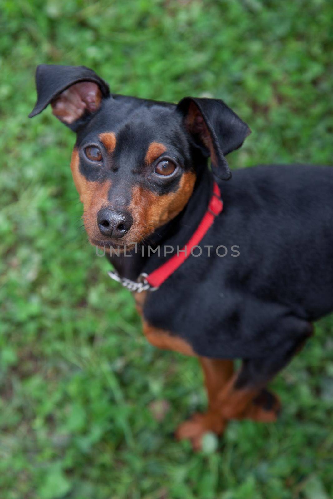 small black and brown Dachshund with focus on nose