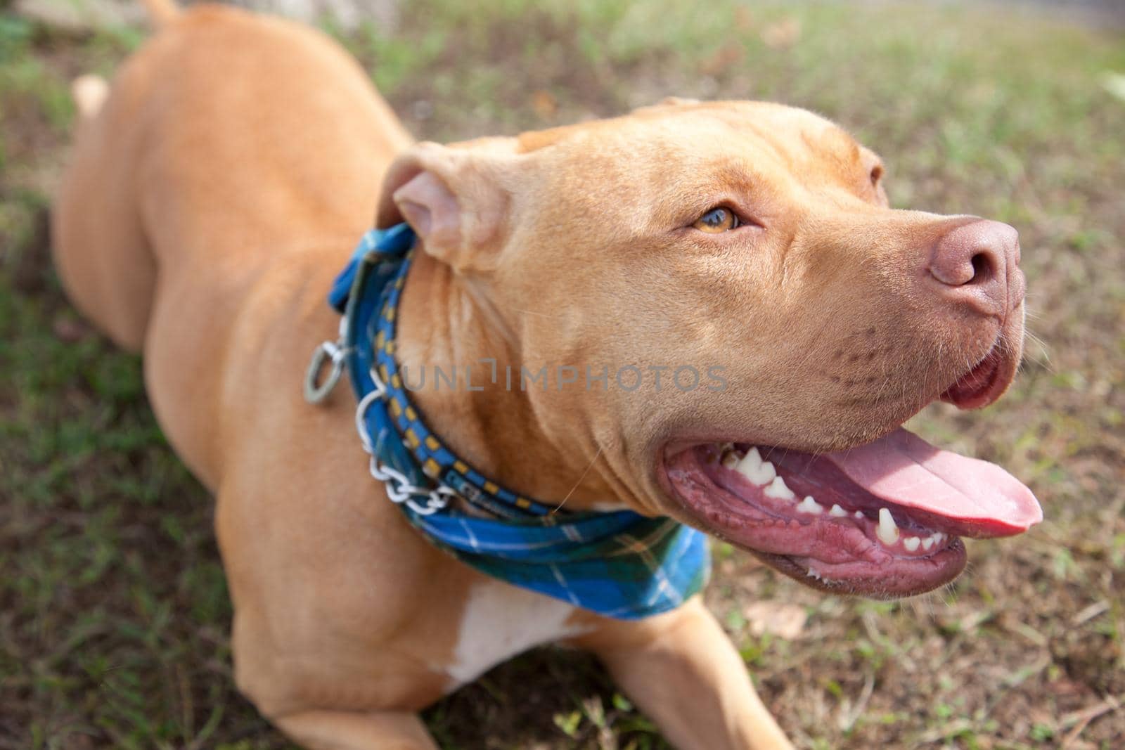 beautiful brown pitbull or mastiff dog, wearing a tartan scarf