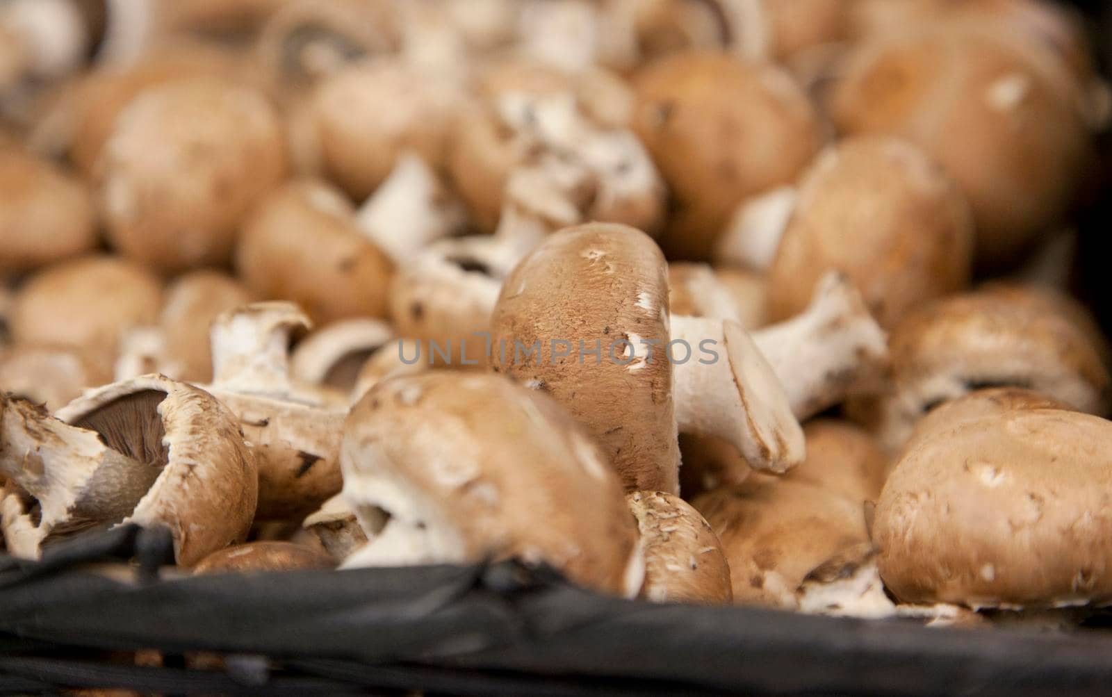group of brown mushrooms by rustycanuck