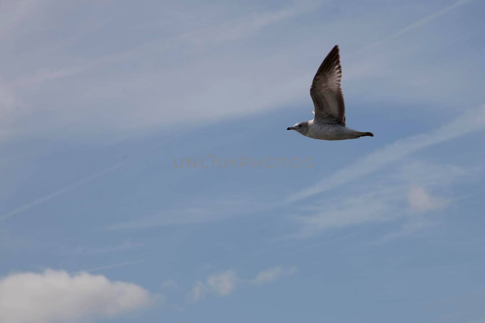 grey gull in flight  by rustycanuck