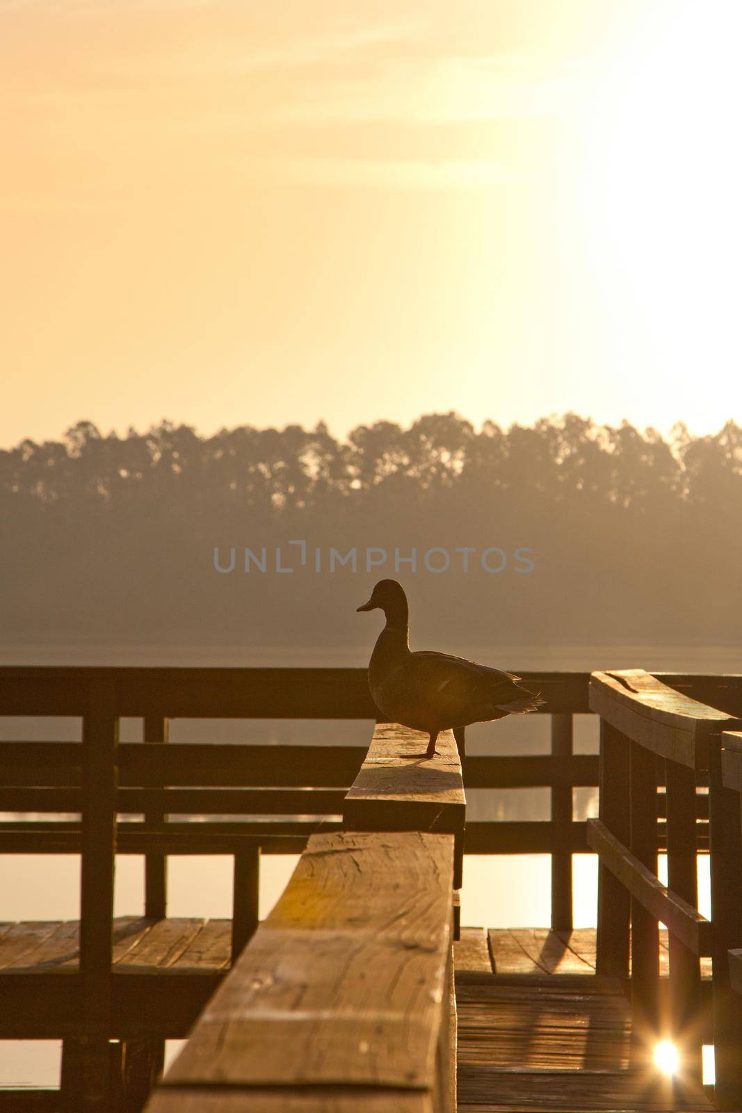 a little duck suns itself on a wharf 