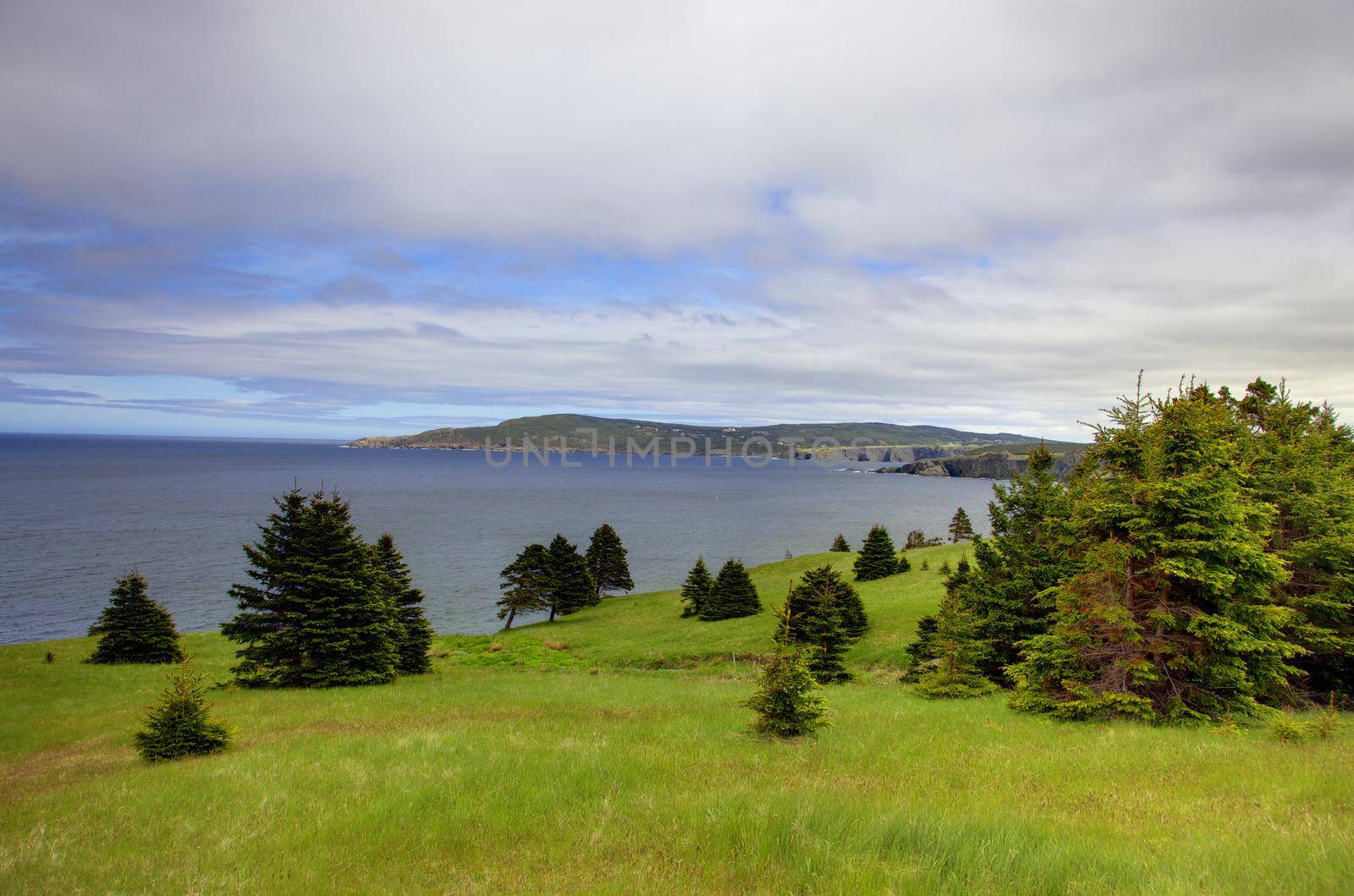 view from a green space with trees looking out to ocean, on newfoundland's east coast trail