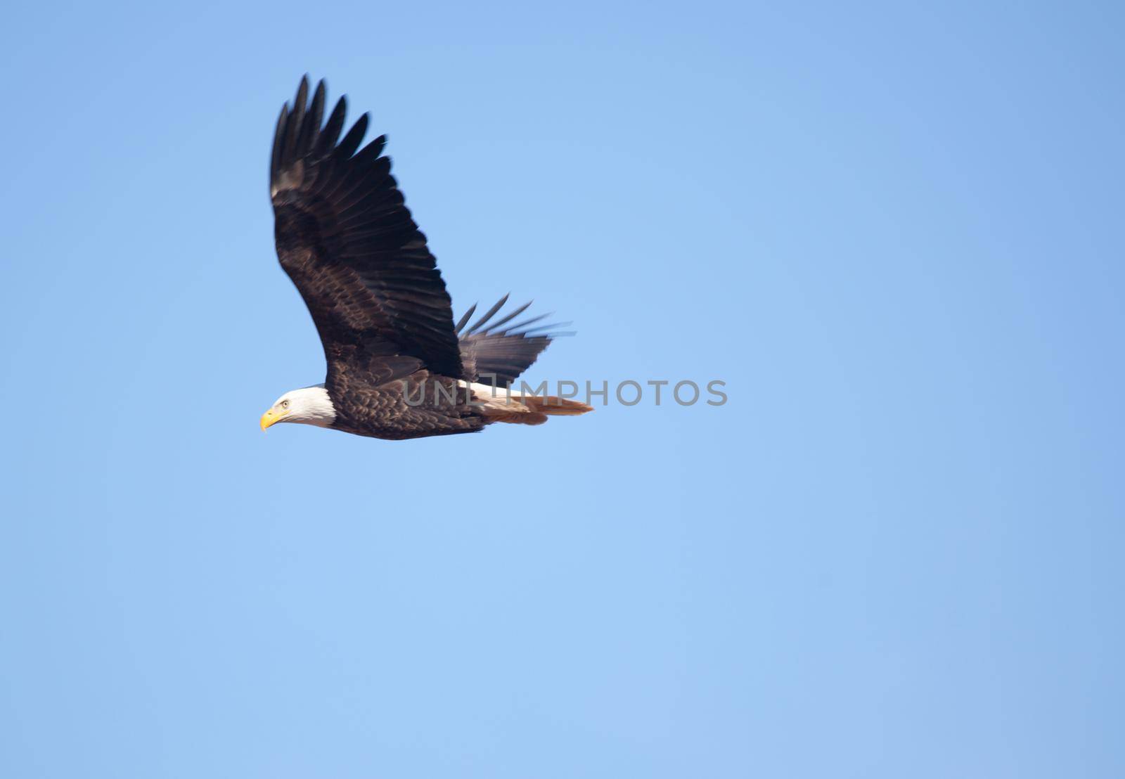 one eagle with white head and brown feathers soars through an empty cloudless blue sky 