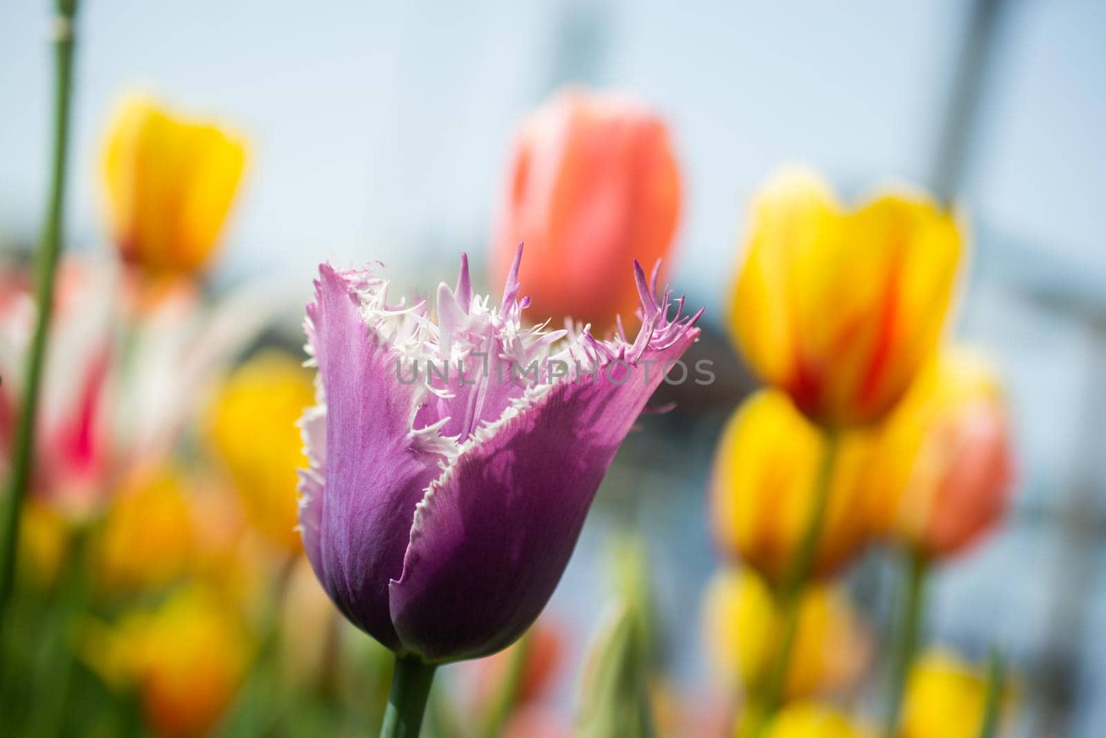 Beautiful colorful tulips flower in spring time garden