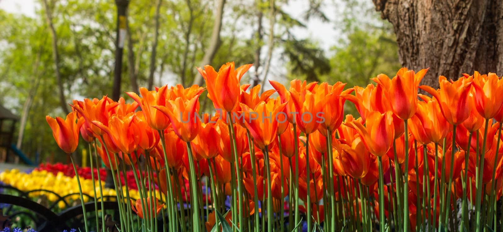 Blooming tulips  flowers in  as  floral plant  background