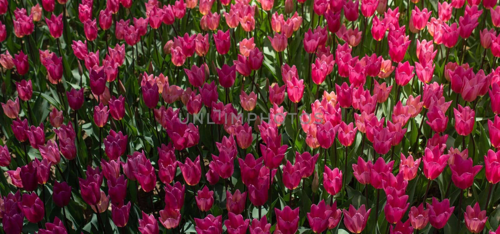 Blooming colorful tulip flowers in garden as floral background