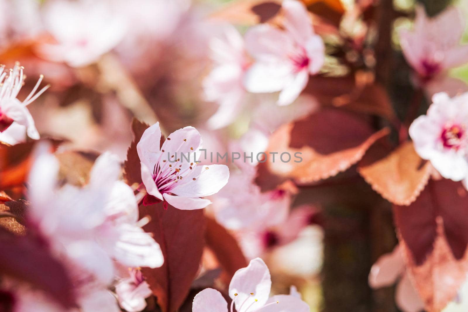 Plum fruit pink flowers in bloom on tree branch, spring season, selective focus.