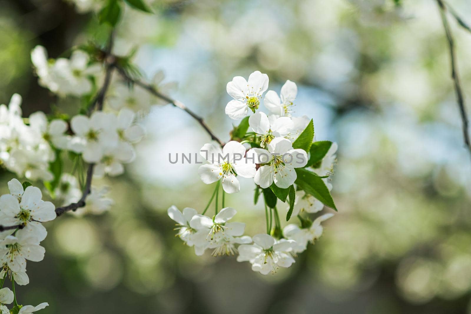 Cherry fruit flowers in bloom on tree branch, spring season, selective focus. by Frostroomhead