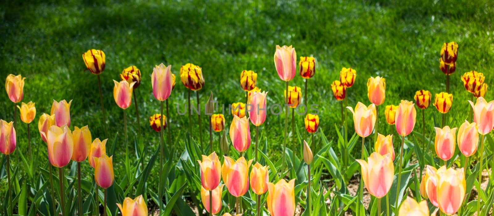 Colorful tulip flowers bloom in the garden by berkay