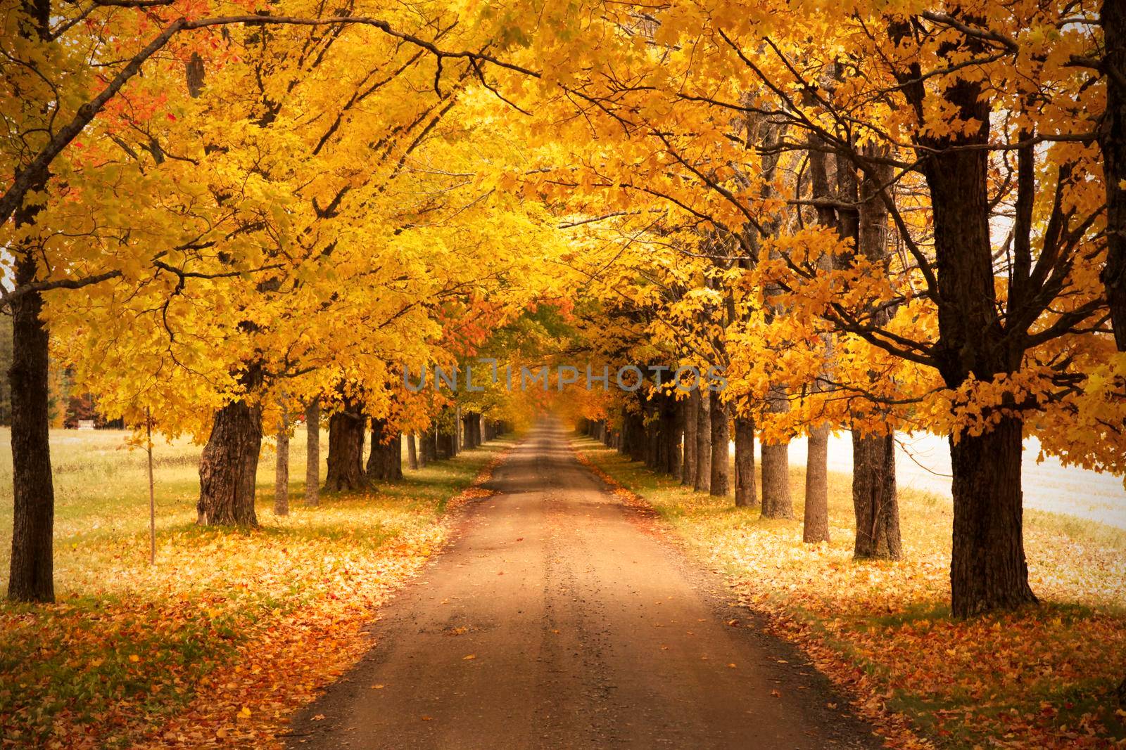 autumn road  by rustycanuck