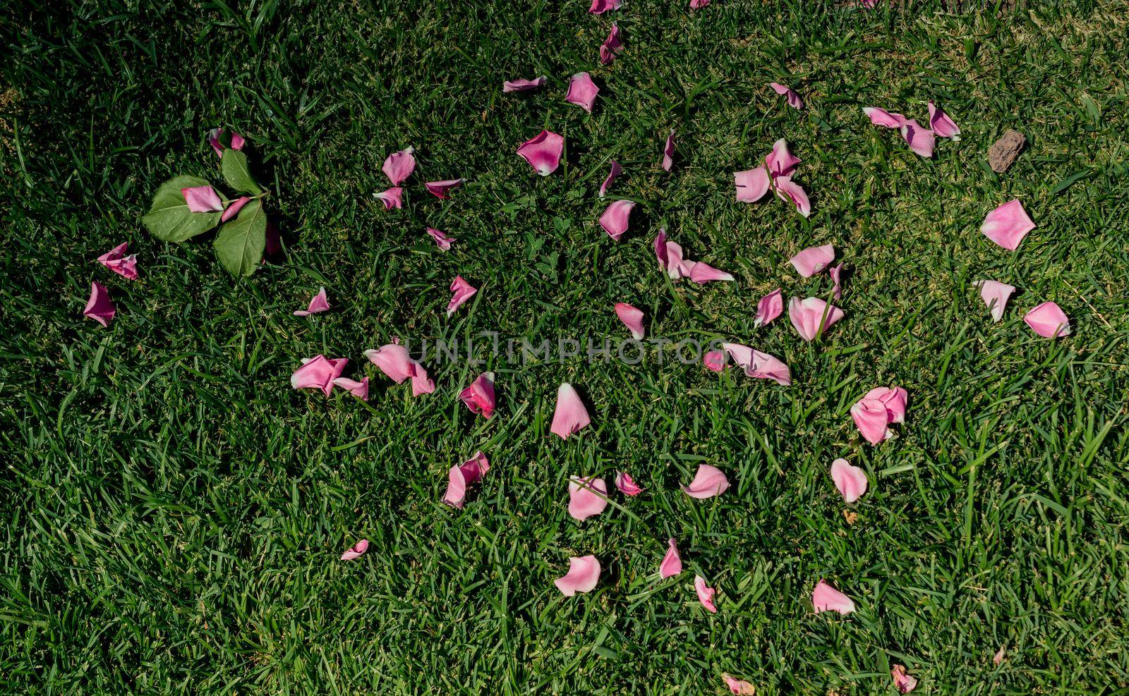 Rose petals in view representing love and romance