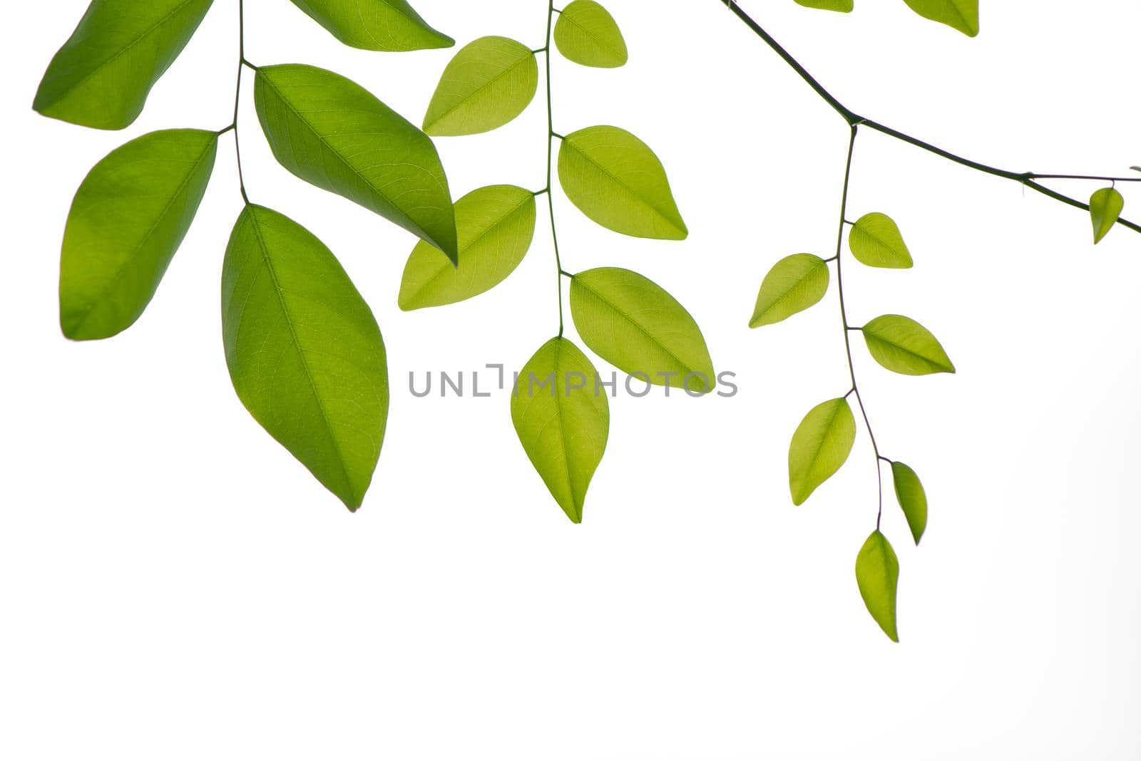 Green leaves isolated on white background.Natural Concept. by thanumporn