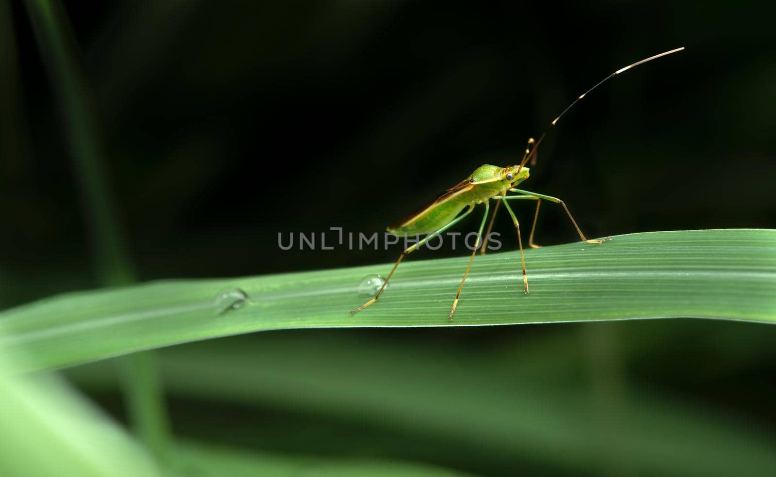 Grasshopper on green leaf.