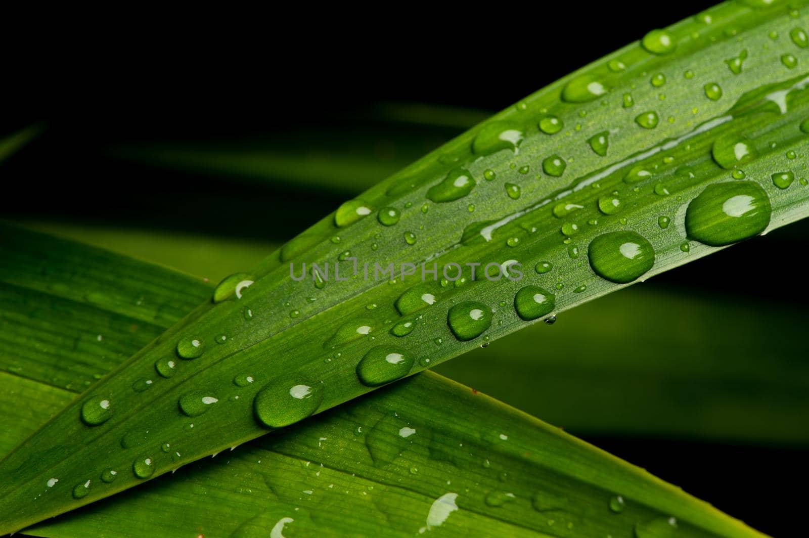 close-up water drop on lush green foliage after rainning.