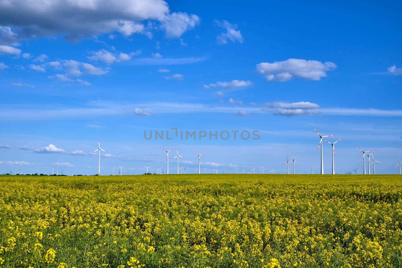 Yellow blooming oilseed rape with wind energy plants in the back seen in rural Germany
