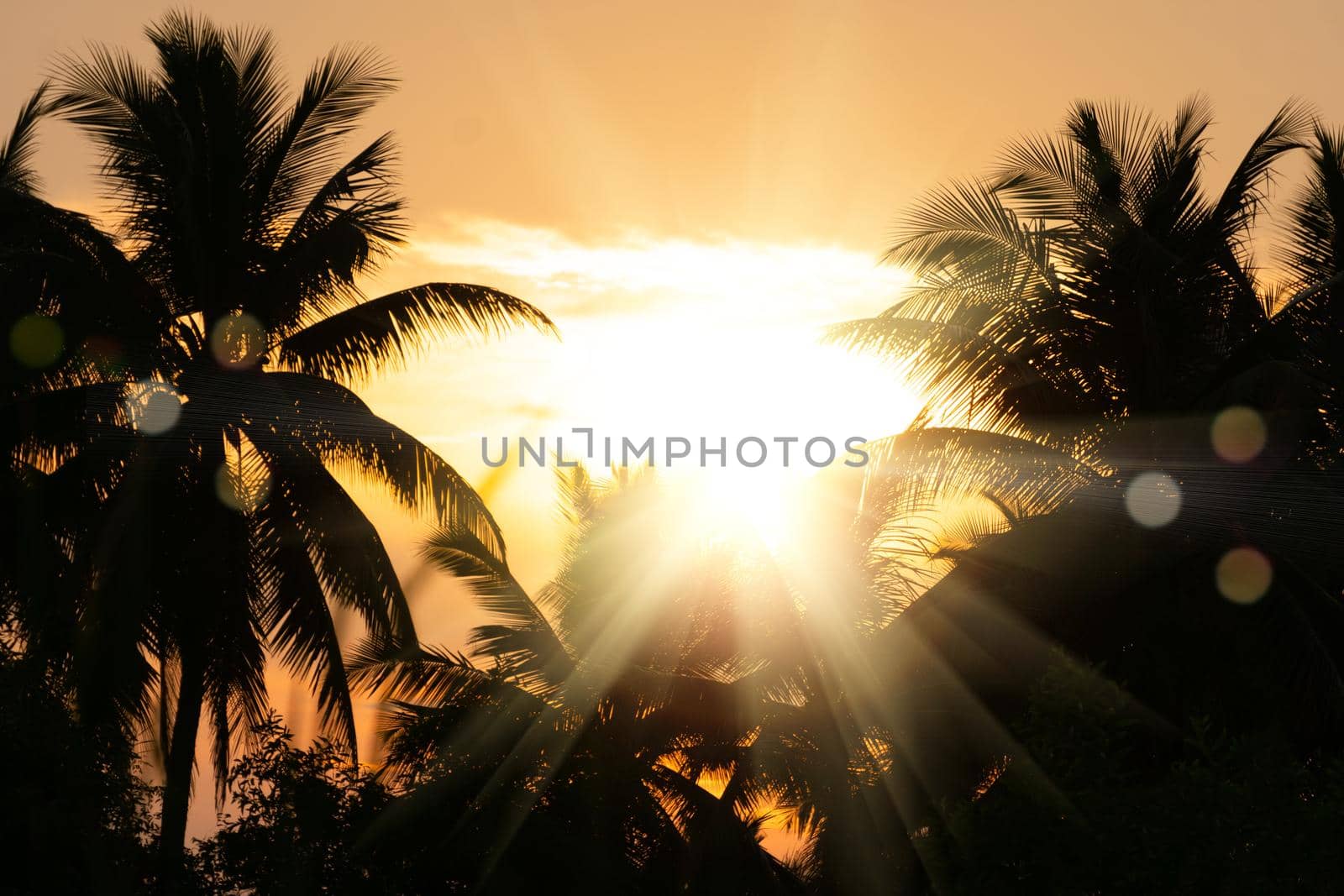 Tropical palm coconut trees on sunset sky flare and bokeh nature background. by Suwant