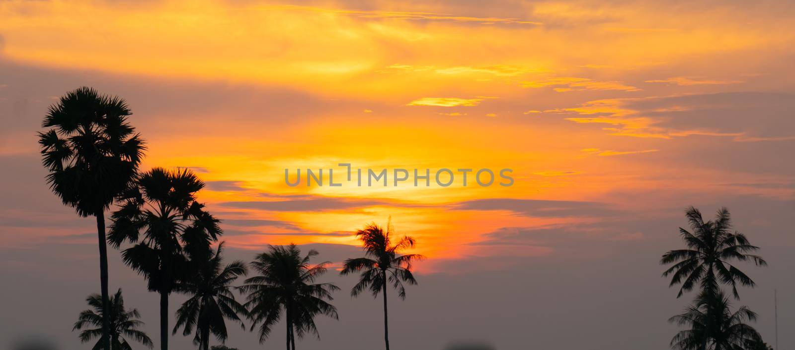 Tropical palm coconut trees on sunset sky flare and bokeh nature background. by Suwant