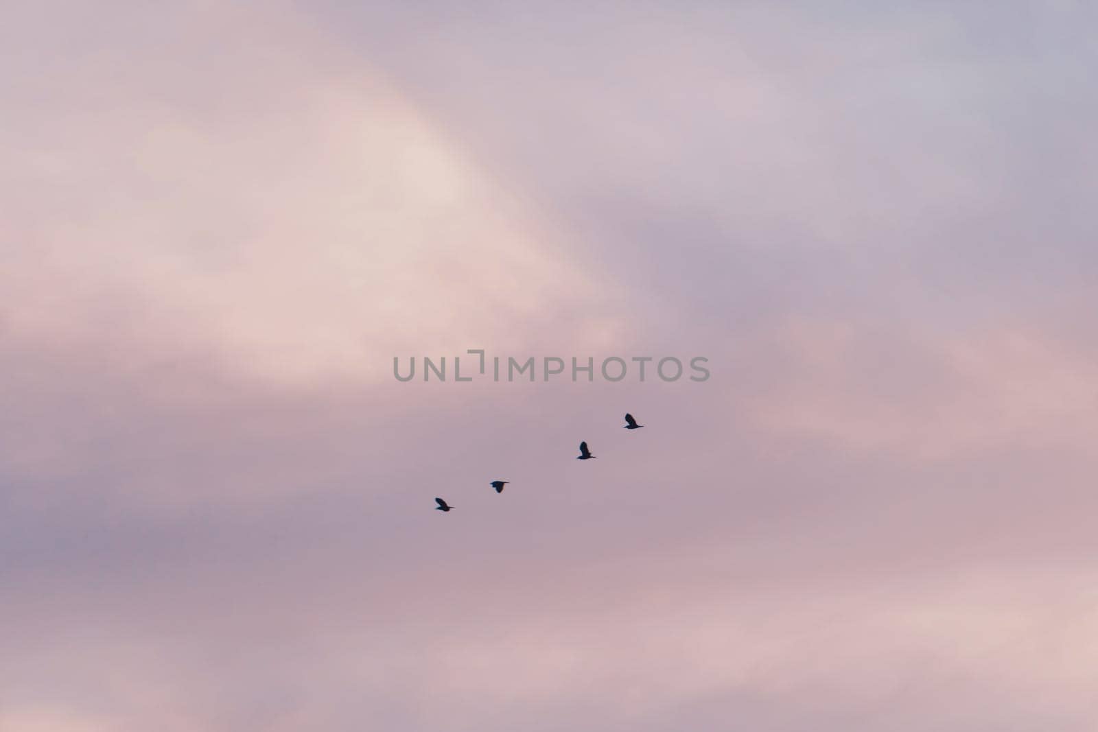 Copy space blank summer blue sky and white cloud with birds fly metaphor freedom free. by Suwant