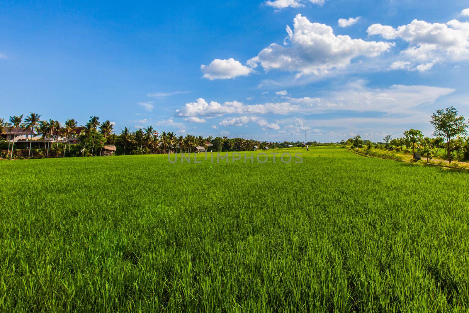 Green rice field background under blue sky, Thailand