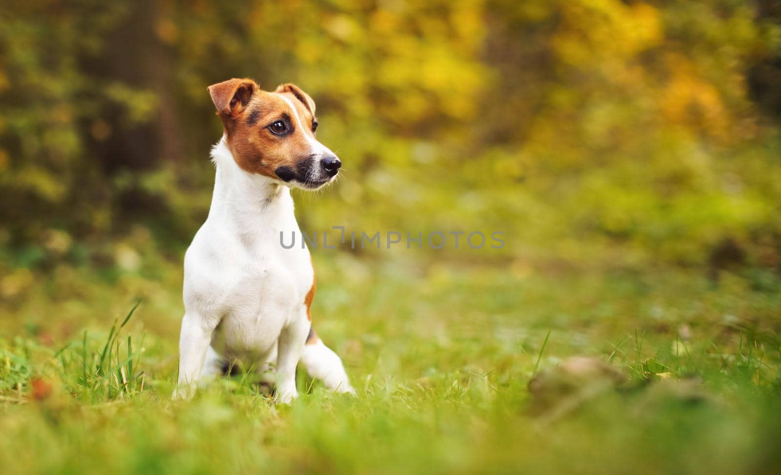 Small Jack Russell terrier sitting on meadow in autumn, yellow and orange blurred trees background.