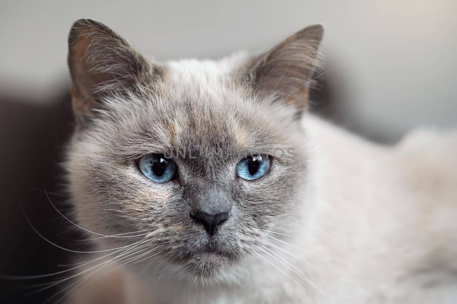 Older gray cat with piercing blue eyes, closeup detail.