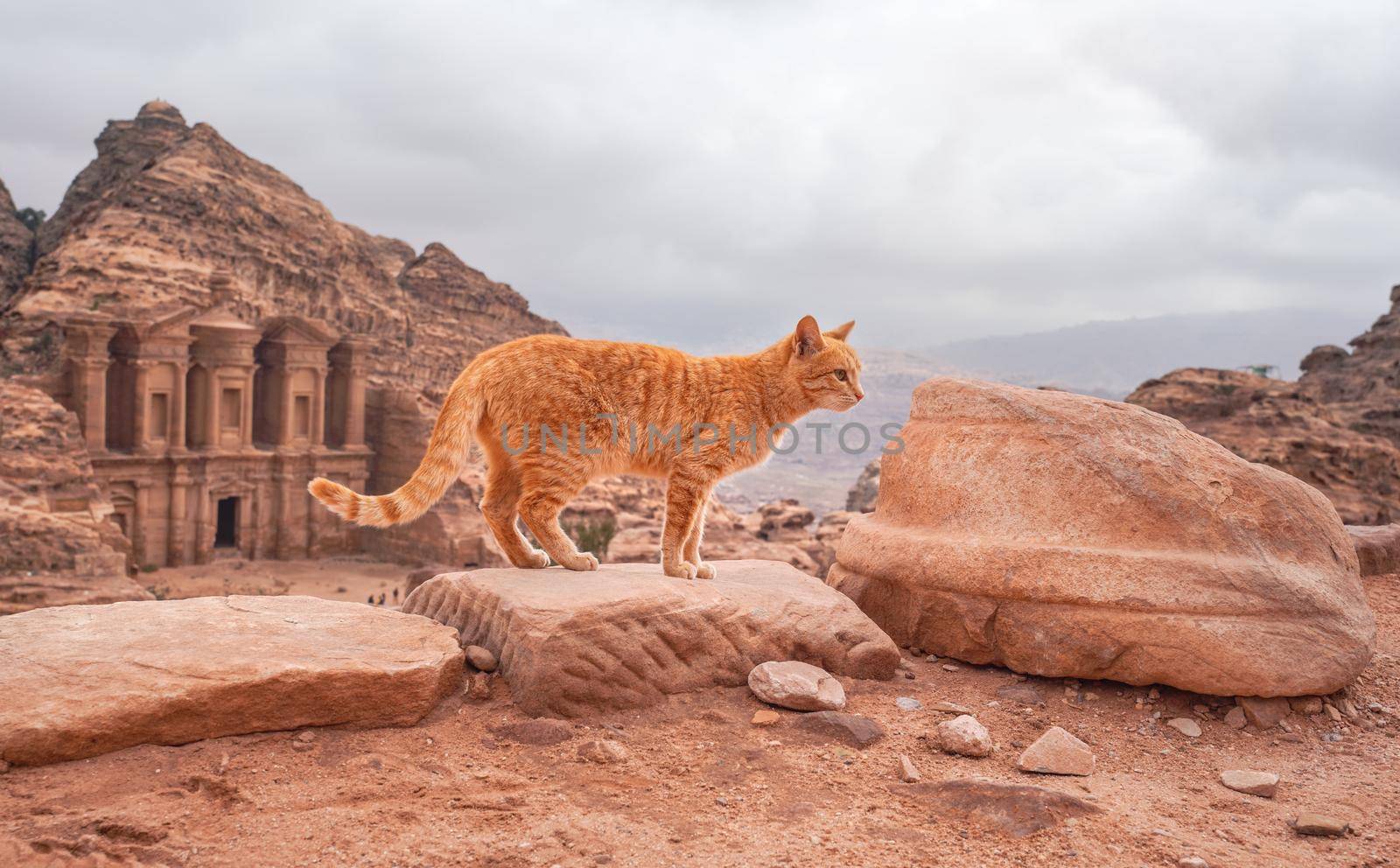 Small orange cat walking over red rocks, mountainous landscape in Petra Jordan, with monastery building background.