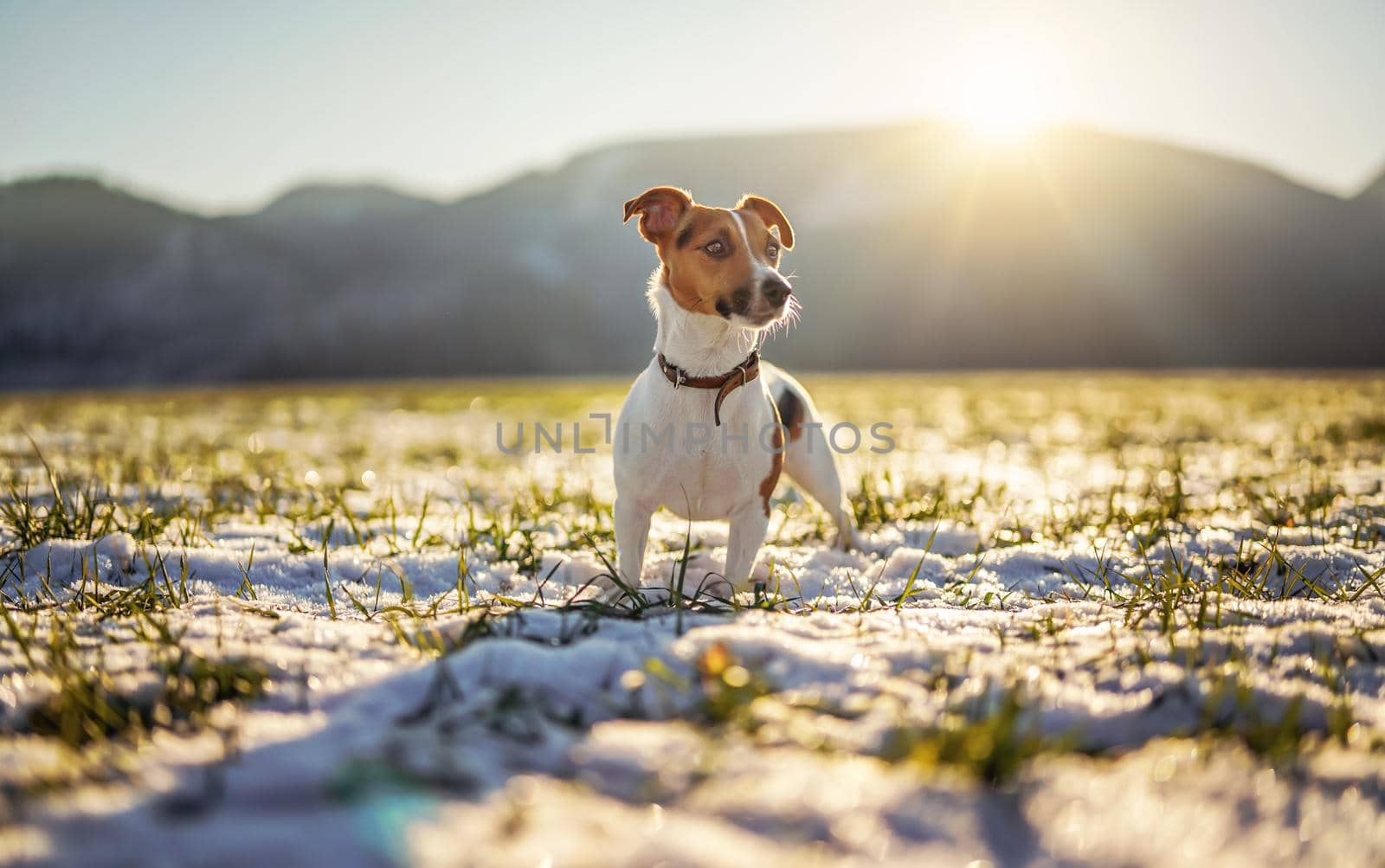 Small Jack Russell terrier stands on green grass meadow with patches of snow during freezing winter day, sun shines over hills behind her.
