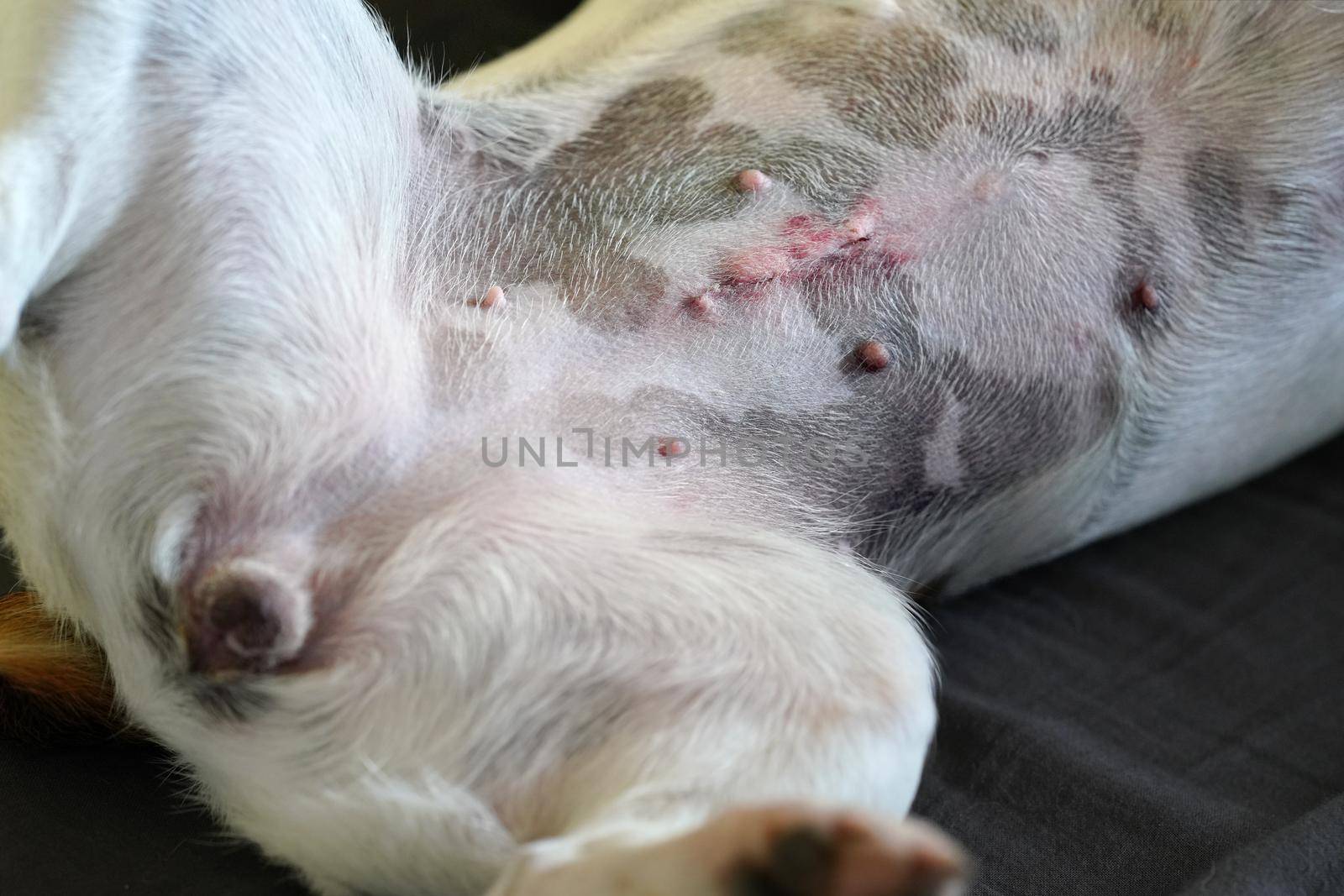 Detail on female Jack Russell terrier dog belly, scar after spay operation visible by Ivanko