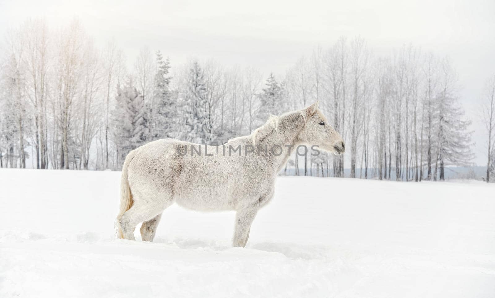 White horse standing on snow field, side view, blurred trees in background.