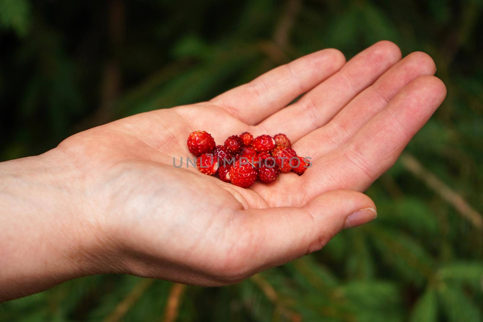 Hand holding freshly harvested small forest strawberries, blurred trees in background.