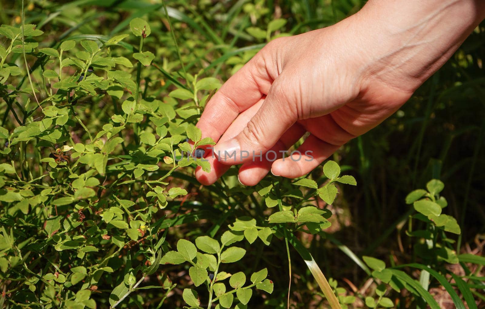 Hand picking up single blueberry from sun lit shrub in forest, closeup detail.