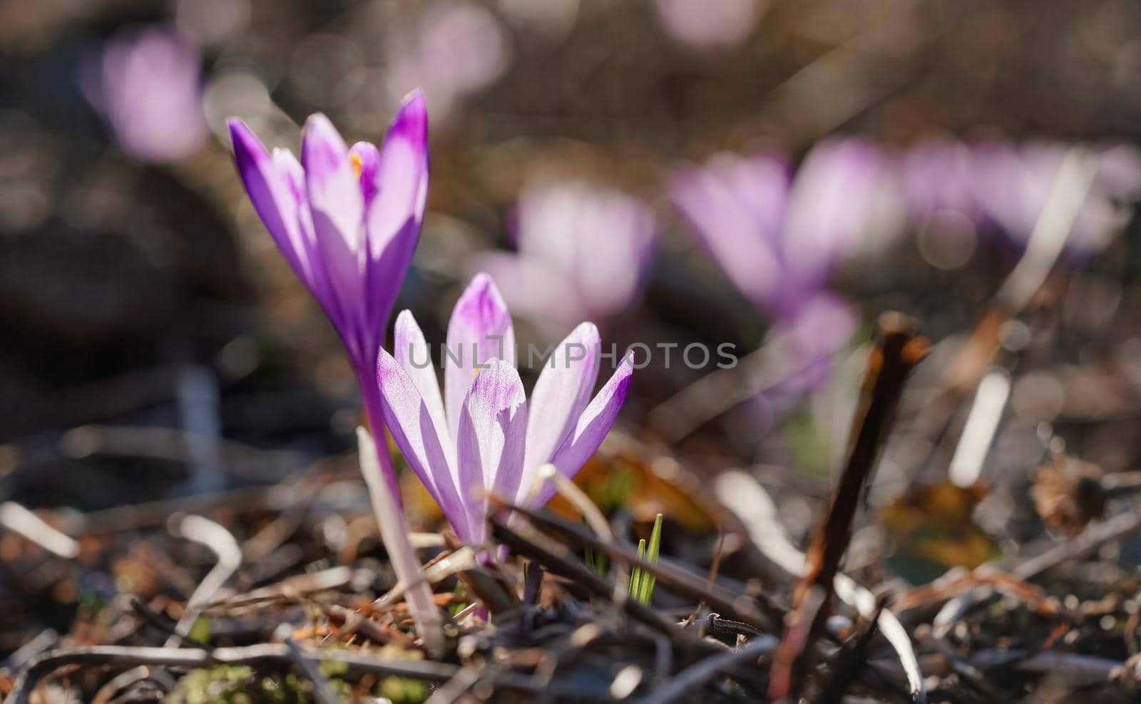 Sun shines on wild purple and yellow iris Crocus heuffelianus discolor flower.