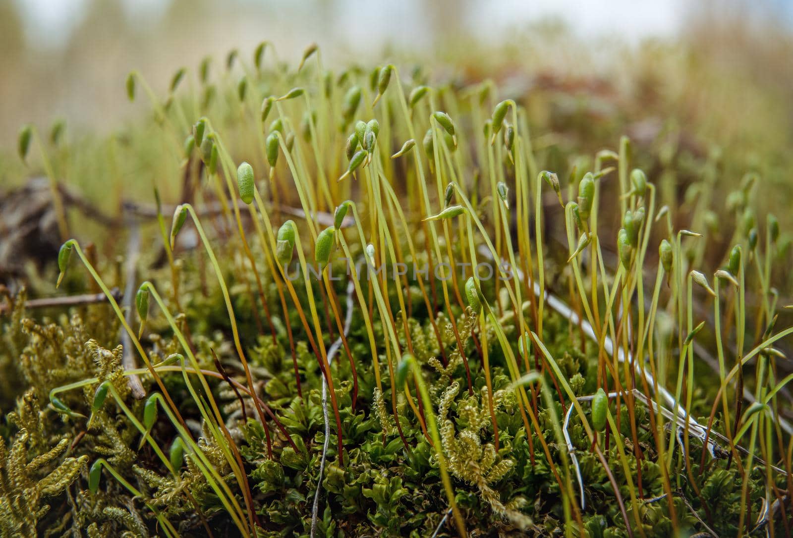 Fine green moss growing in forest, closeup macro detail, abstract natural background by Ivanko