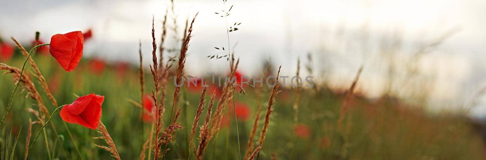 Wild red poppy flowers wide panorama, blurred overcast sky background by Ivanko