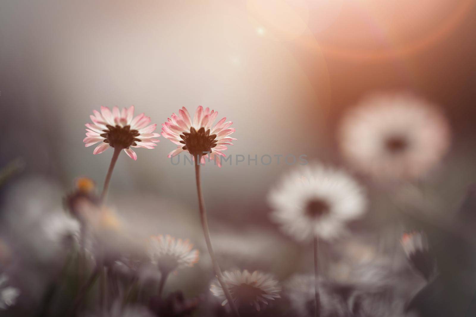 Close up picture of daisy blossoms in spring