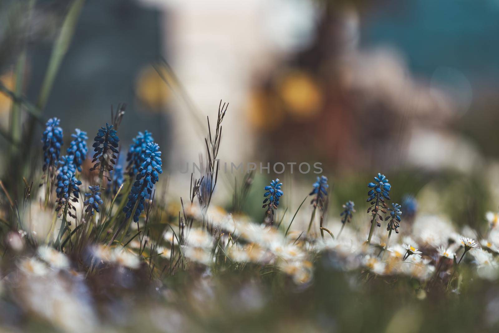 Beautiful spring time flower scenery with colorful blossoms