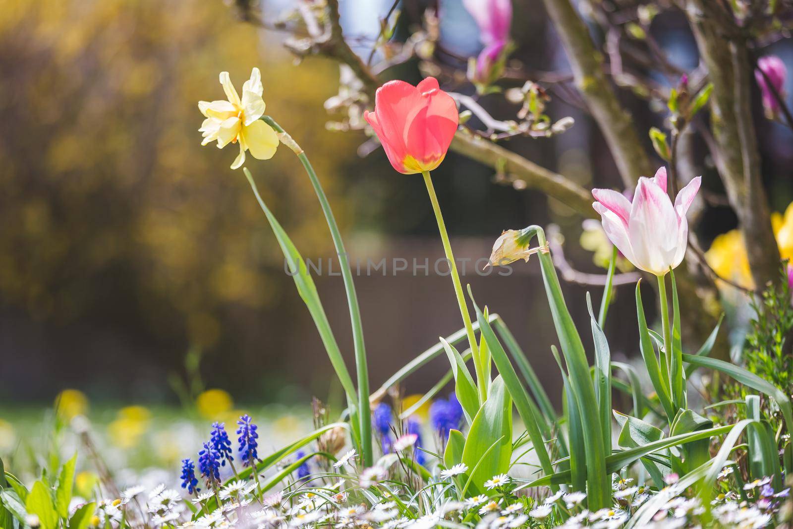 Beautiful spring time flower scenery with colorful blossoms and tulips