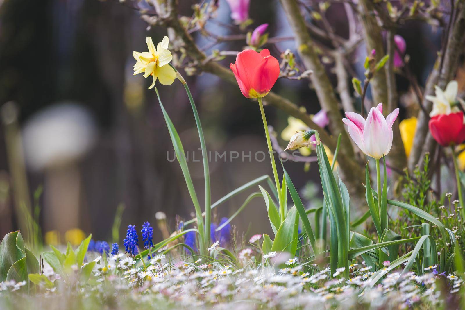 Beautiful spring time flower scenery with colorful blossoms and tulips