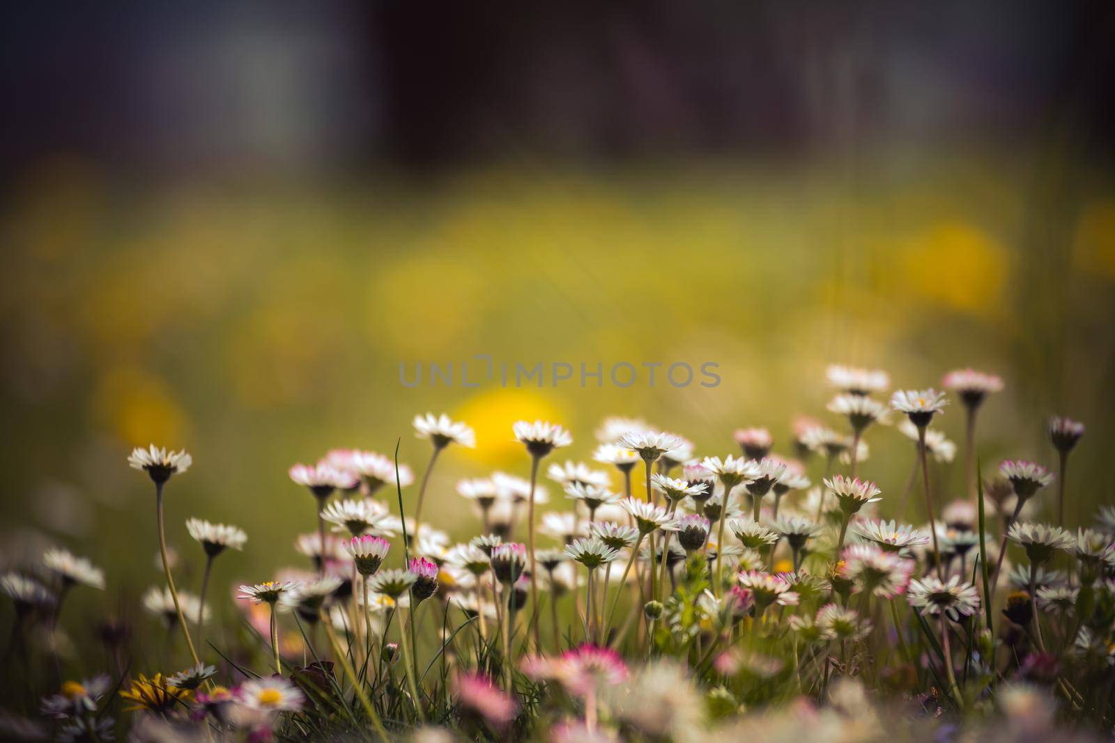 Daisies in springtime: Close up picture, copy space by Daxenbichler
