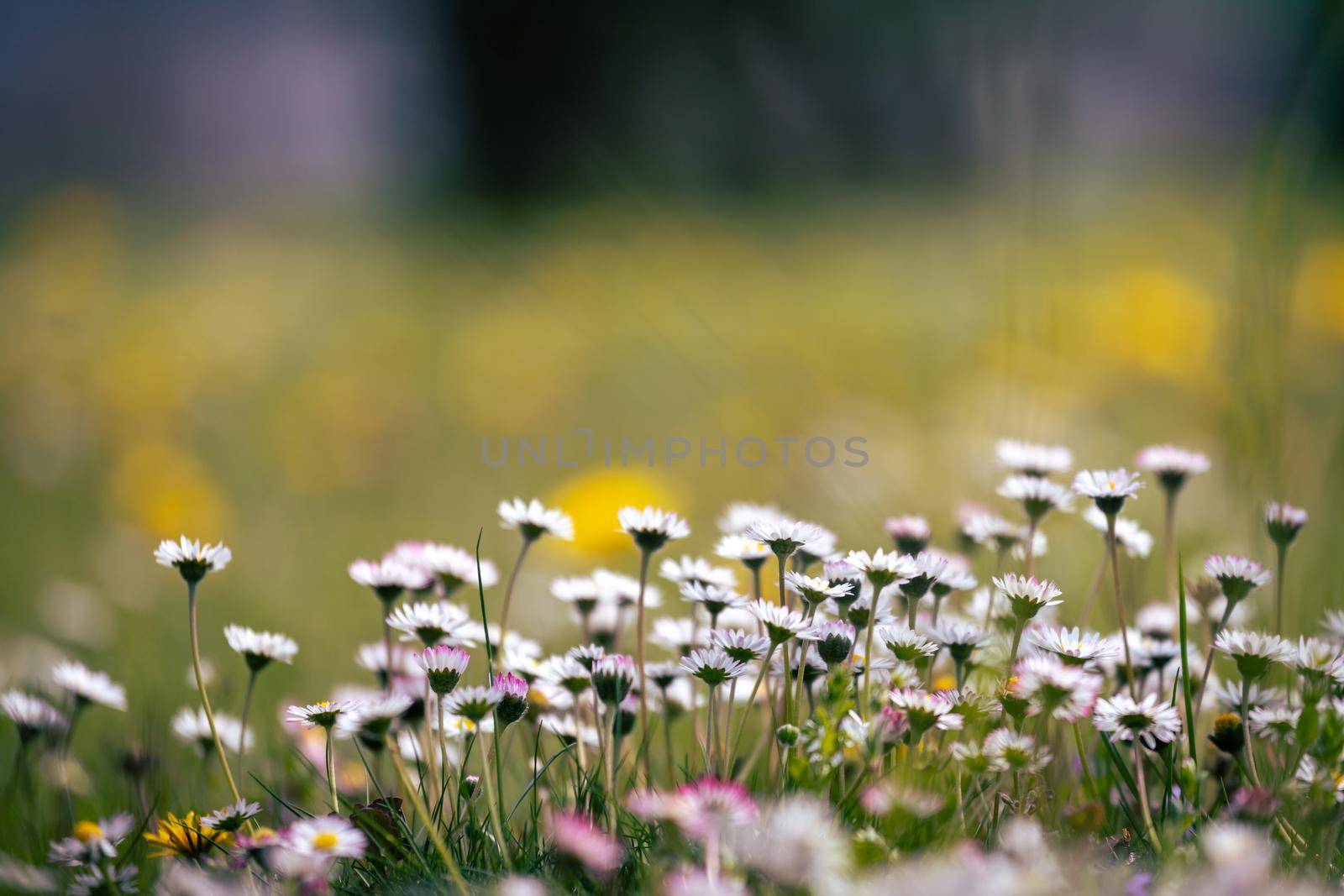 Close up picture of daisy blossoms in spring