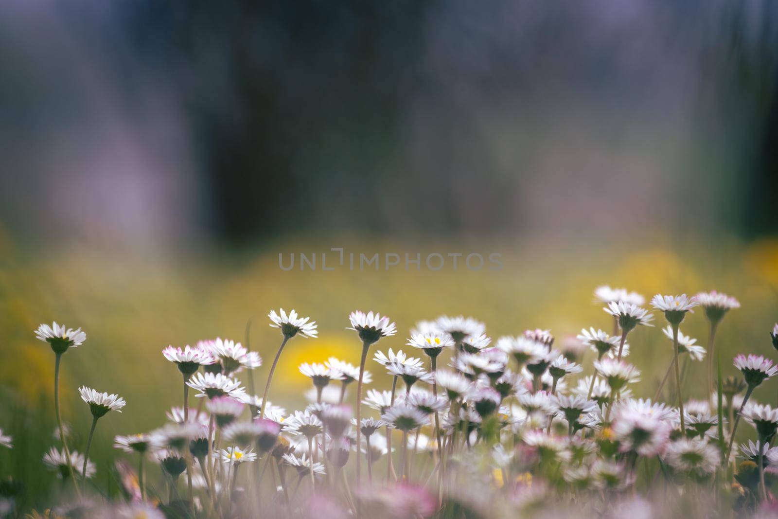 Close up picture of daisy blossoms in spring