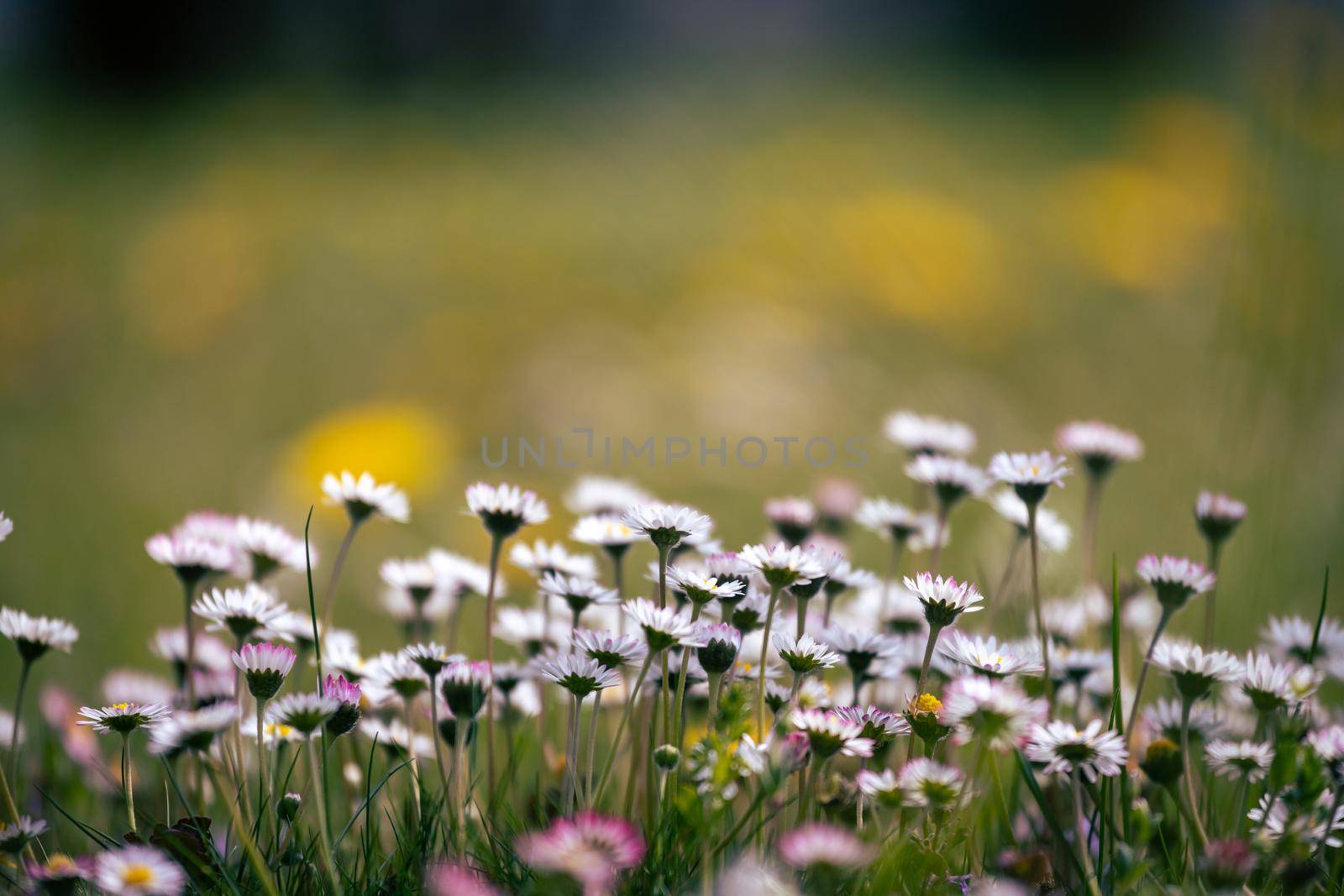 Close up picture of daisy blossoms in spring