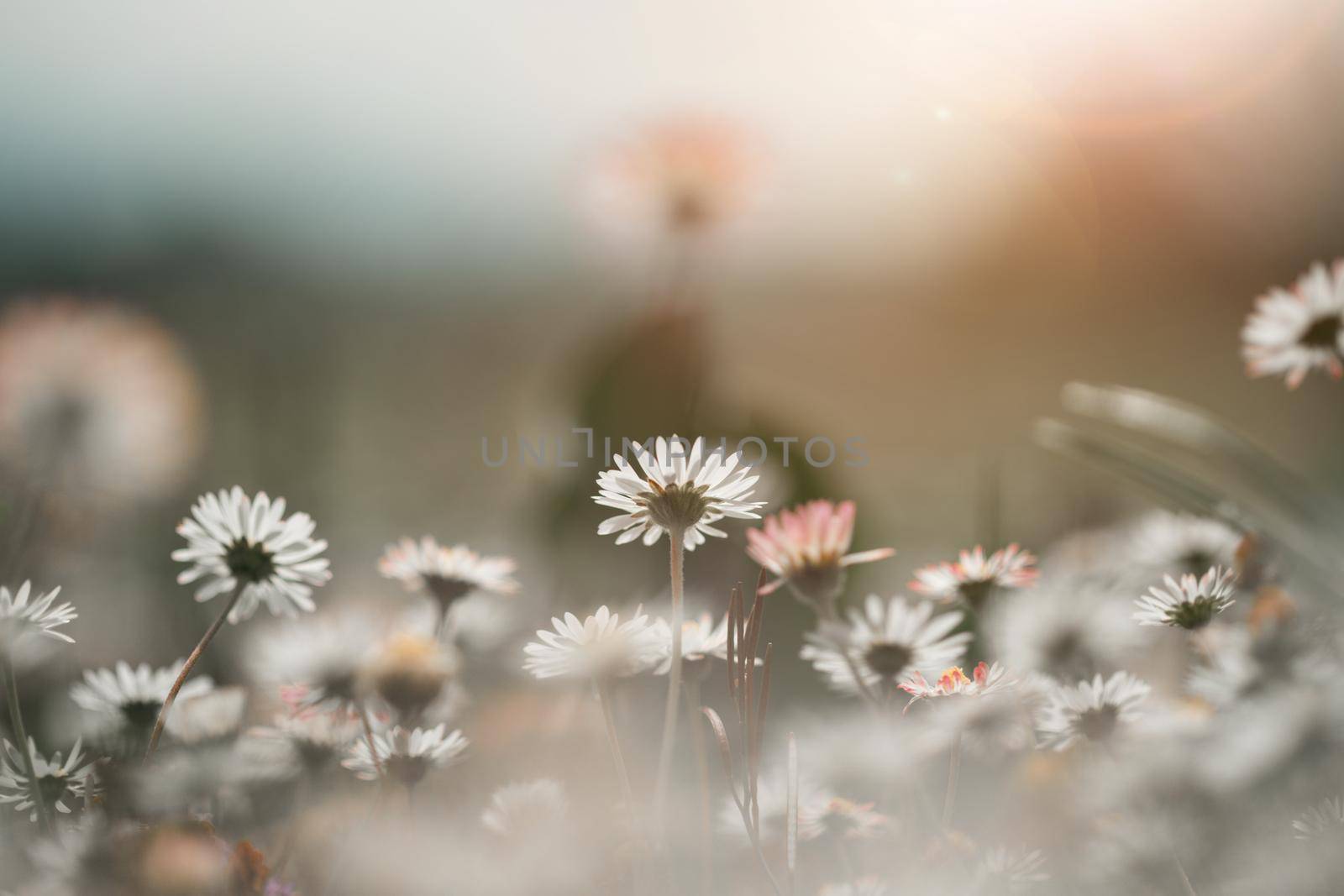 Close up picture of daisy blossoms in spring