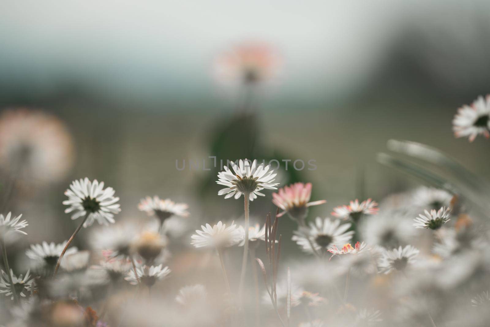 Daisies in springtime: Close up picture, copy space by Daxenbichler