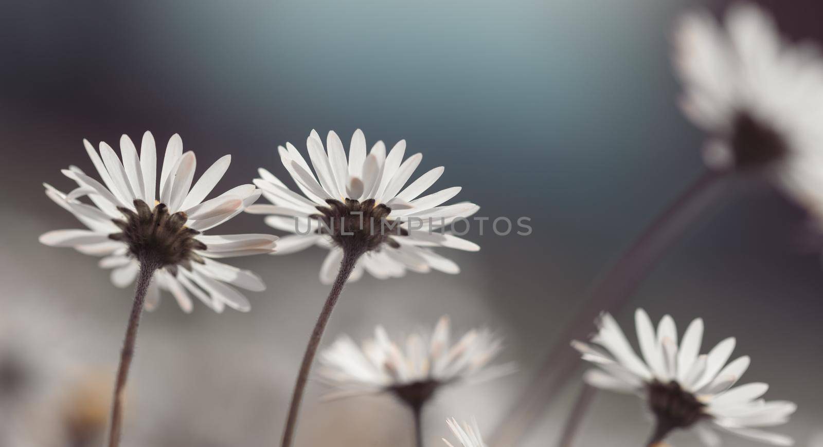 Close up picture of daisy blossoms in spring