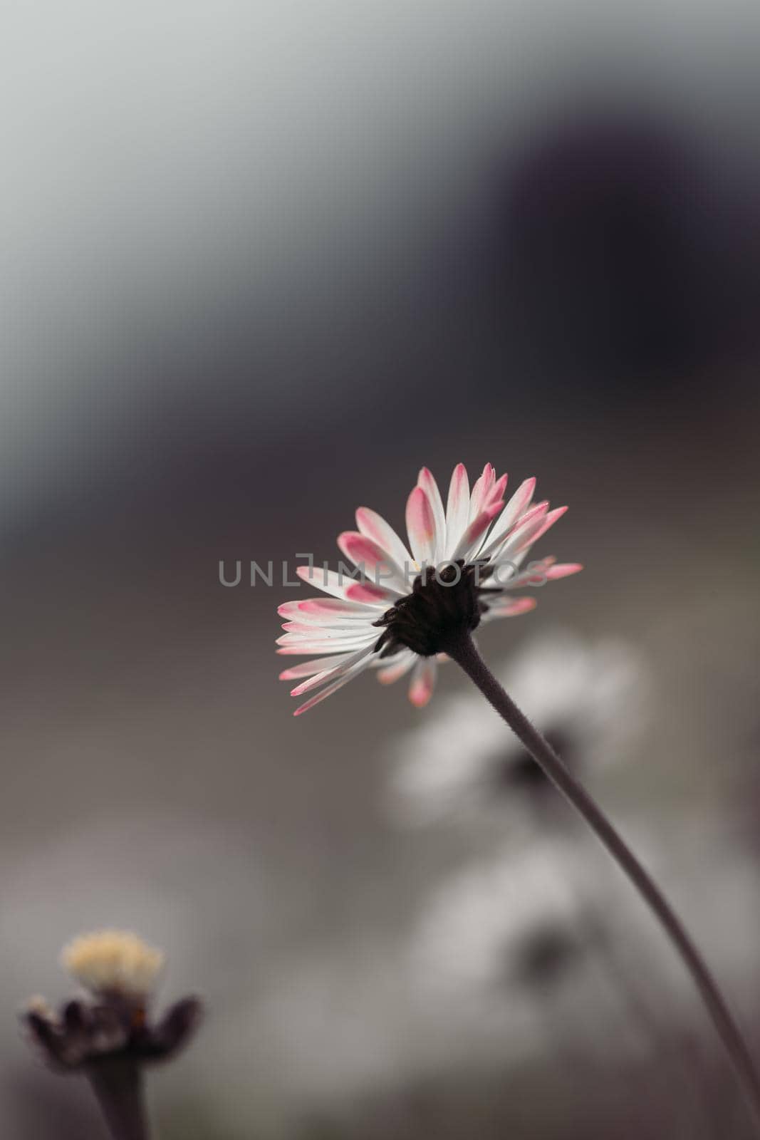 Close up picture of daisy blossoms in spring