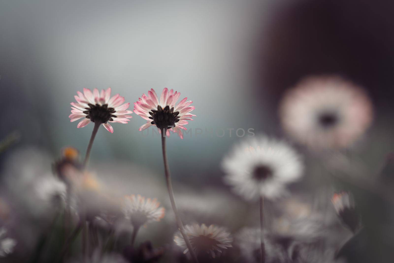 Close up picture of daisy blossoms in spring