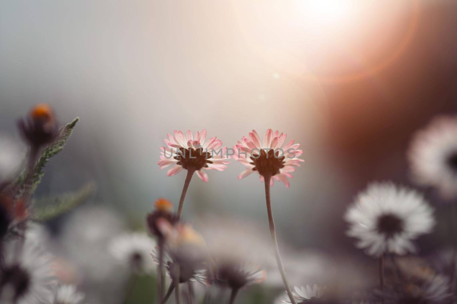 Close up picture of daisy blossoms in spring