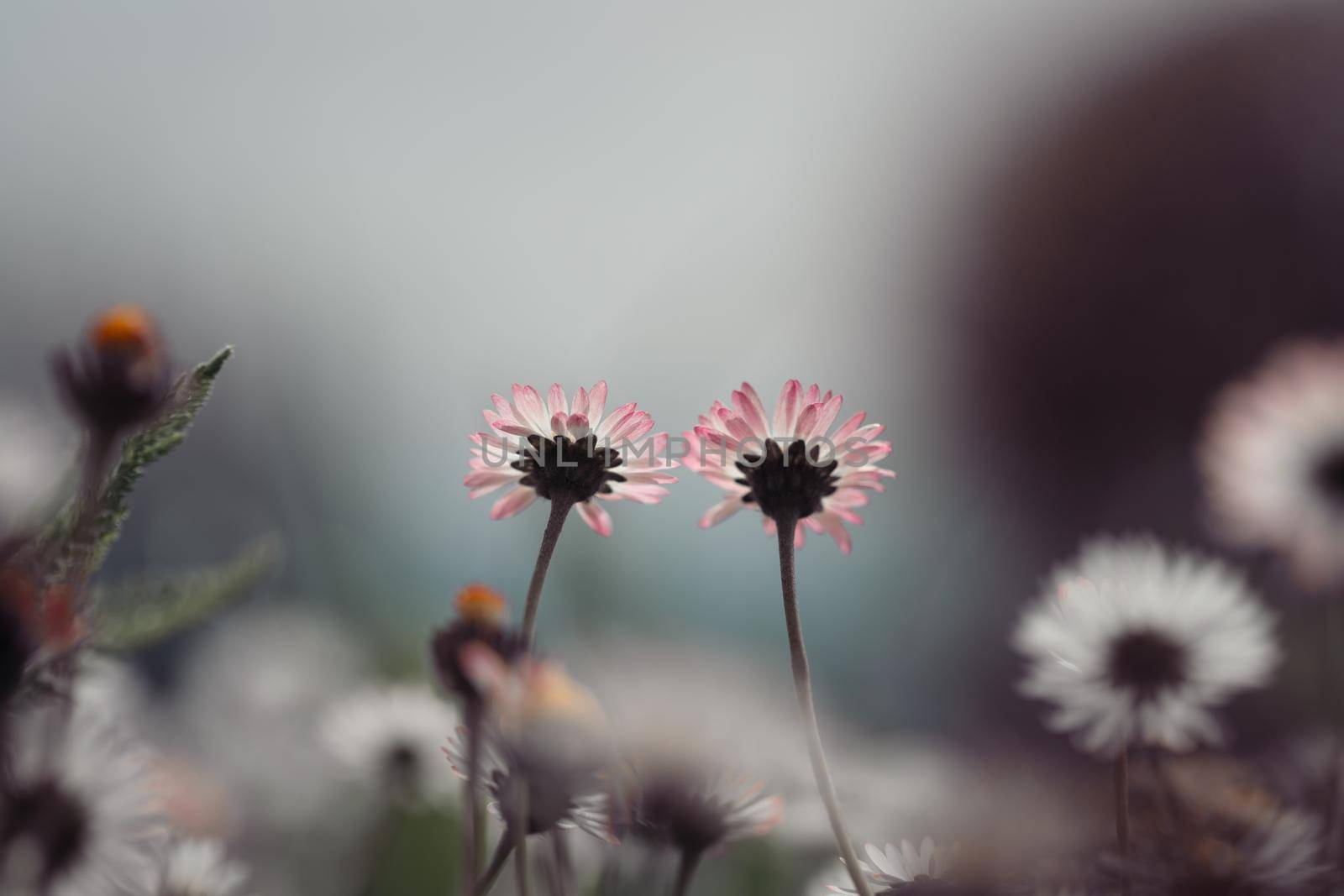 Close up picture of daisy blossoms in spring